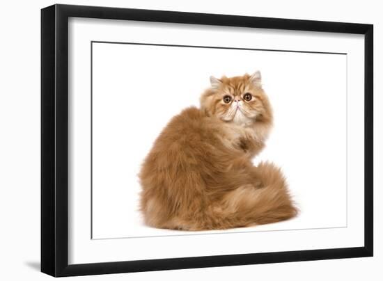 Red Persian-null-Framed Photographic Print