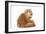 Red Persian-null-Framed Photographic Print