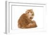 Red Persian-null-Framed Photographic Print