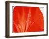 Red Petal-WizData-Framed Photographic Print