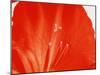 Red Petal-WizData-Mounted Photographic Print