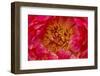 Red petals of peony flower.-William Perry-Framed Photographic Print