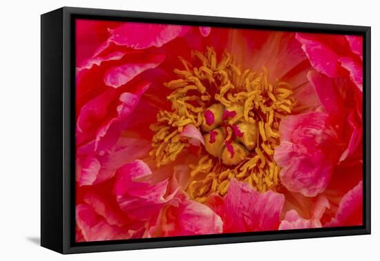 Red petals of peony flower.-William Perry-Framed Stretched Canvas
