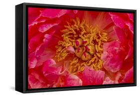 Red petals of peony flower.-William Perry-Framed Stretched Canvas