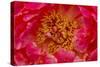 Red petals of peony flower.-William Perry-Stretched Canvas