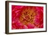 Red petals of peony flower.-William Perry-Framed Photographic Print