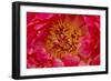 Red petals of peony flower.-William Perry-Framed Photographic Print