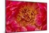 Red petals of peony flower.-William Perry-Mounted Photographic Print