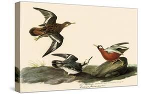 Red Phalaropes-John James Audubon-Stretched Canvas