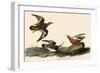 Red Phalaropes-John James Audubon-Framed Giclee Print