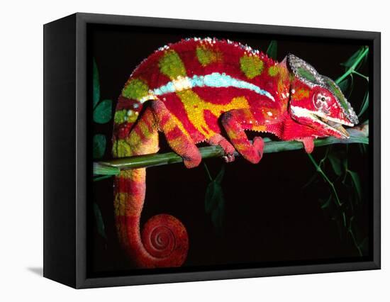 Red Phase Panther Chameleon, Native to Madagascar-David Northcott-Framed Stretched Canvas