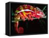 Red Phase Panther Chameleon, Native to Madagascar-David Northcott-Framed Stretched Canvas