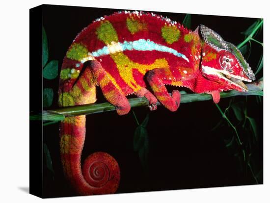 Red Phase Panther Chameleon, Native to Madagascar-David Northcott-Stretched Canvas