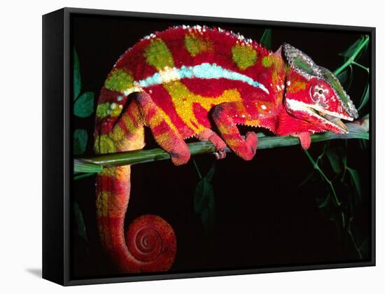 Red Phase Panther Chameleon, Native to Madagascar-David Northcott-Framed Stretched Canvas