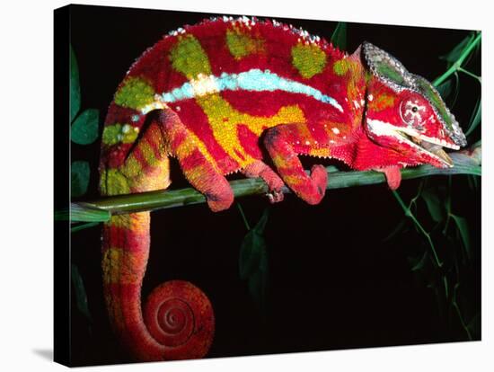 Red Phase Panther Chameleon, Native to Madagascar-David Northcott-Stretched Canvas