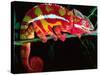 Red Phase Panther Chameleon, Native to Madagascar-David Northcott-Stretched Canvas