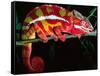 Red Phase Panther Chameleon, Native to Madagascar-David Northcott-Framed Stretched Canvas