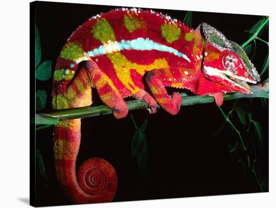 Red Phase Panther Chameleon, Native to Madagascar-David Northcott-Stretched Canvas