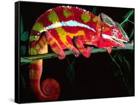 Red Phase Panther Chameleon, Native to Madagascar-David Northcott-Framed Stretched Canvas