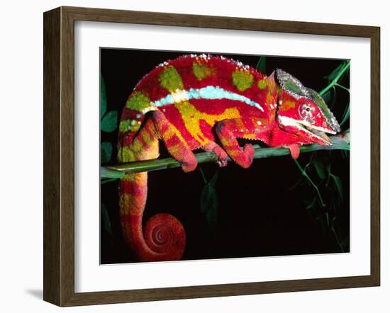 Red Phase Panther Chameleon, Native to Madagascar-David Northcott-Framed Premium Photographic Print