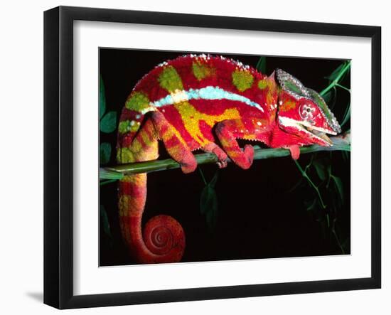 Red Phase Panther Chameleon, Native to Madagascar-David Northcott-Framed Premium Photographic Print