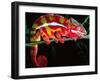 Red Phase Panther Chameleon, Native to Madagascar-David Northcott-Framed Premium Photographic Print