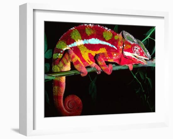 Red Phase Panther Chameleon, Native to Madagascar-David Northcott-Framed Premium Photographic Print