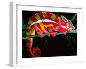 Red Phase Panther Chameleon, Native to Madagascar-David Northcott-Framed Premium Photographic Print