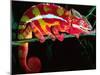 Red Phase Panther Chameleon, Native to Madagascar-David Northcott-Mounted Premium Photographic Print