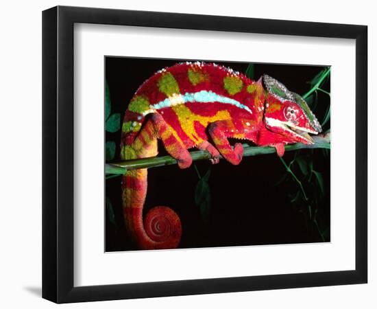 Red Phase Panther Chameleon, Native to Madagascar-David Northcott-Framed Photographic Print