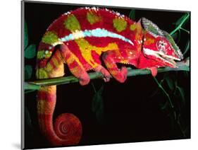 Red Phase Panther Chameleon, Native to Madagascar-David Northcott-Mounted Photographic Print