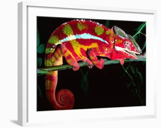 Red Phase Panther Chameleon, Native to Madagascar-David Northcott-Framed Photographic Print