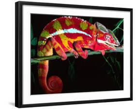 Red Phase Panther Chameleon, Native to Madagascar-David Northcott-Framed Photographic Print