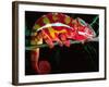 Red Phase Panther Chameleon, Native to Madagascar-David Northcott-Framed Photographic Print