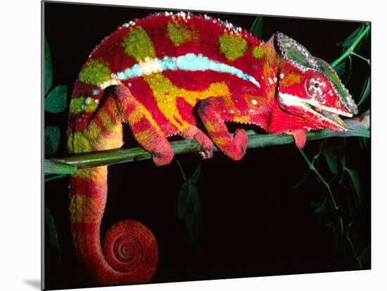 Red Phase Panther Chameleon, Native to Madagascar-David Northcott-Mounted Photographic Print