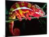 Red Phase Panther Chameleon, Native to Madagascar-David Northcott-Mounted Photographic Print