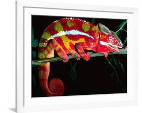 Red Phase Panther Chameleon, Native to Madagascar-David Northcott-Framed Photographic Print