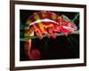 Red Phase Panther Chameleon, Native to Madagascar-David Northcott-Framed Photographic Print