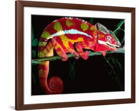 Red Phase Panther Chameleon, Native to Madagascar-David Northcott-Framed Photographic Print