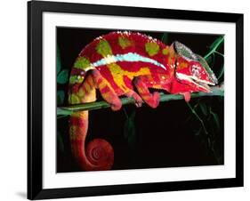 Red Phase Panther Chameleon, Native to Madagascar-David Northcott-Framed Photographic Print