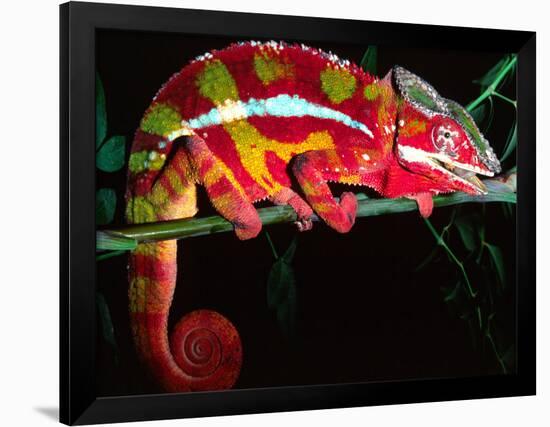 Red Phase Panther Chameleon, Native to Madagascar-David Northcott-Framed Photographic Print