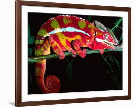 Red Phase Panther Chameleon, Native to Madagascar-David Northcott-Framed Photographic Print