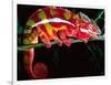 Red Phase Panther Chameleon, Native to Madagascar-David Northcott-Framed Photographic Print