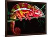 Red Phase Panther Chameleon, Native to Madagascar-David Northcott-Framed Photographic Print