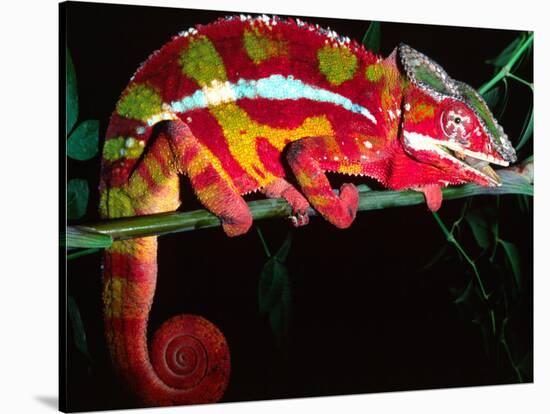 Red Phase Panther Chameleon, Native to Madagascar-David Northcott-Stretched Canvas