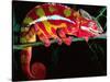 Red Phase Panther Chameleon, Native to Madagascar-David Northcott-Stretched Canvas