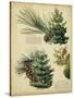 Red Pine and Eastern White Pine-null-Stretched Canvas