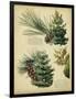 Red Pine and Eastern White Pine-null-Framed Art Print