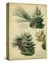 Red Pine and Eastern White Pine-null-Stretched Canvas