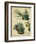 Red Pine and Eastern White Pine-null-Framed Art Print